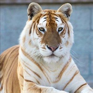 Meet your Posher, Ken